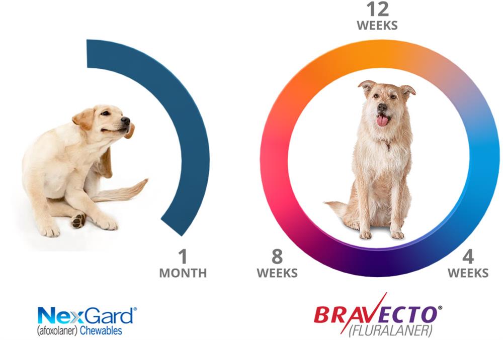 Bravecto 3 month Chew | Advanced Veterinary Center of San Elijo